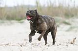 CANE CORSO 536